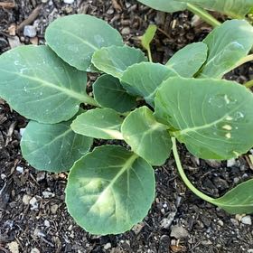 Photo of the plant species Cauliflower 'Snowball' by @CommanderDuwei named Leonardo on Greg, the plant care app