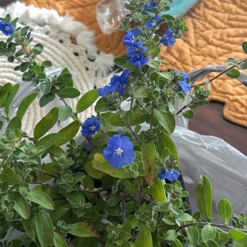Photo of the plant species Shaggy Dwarf Morning-Glory by @ProAloemuanalao named Slim Shady on Greg, the plant care app