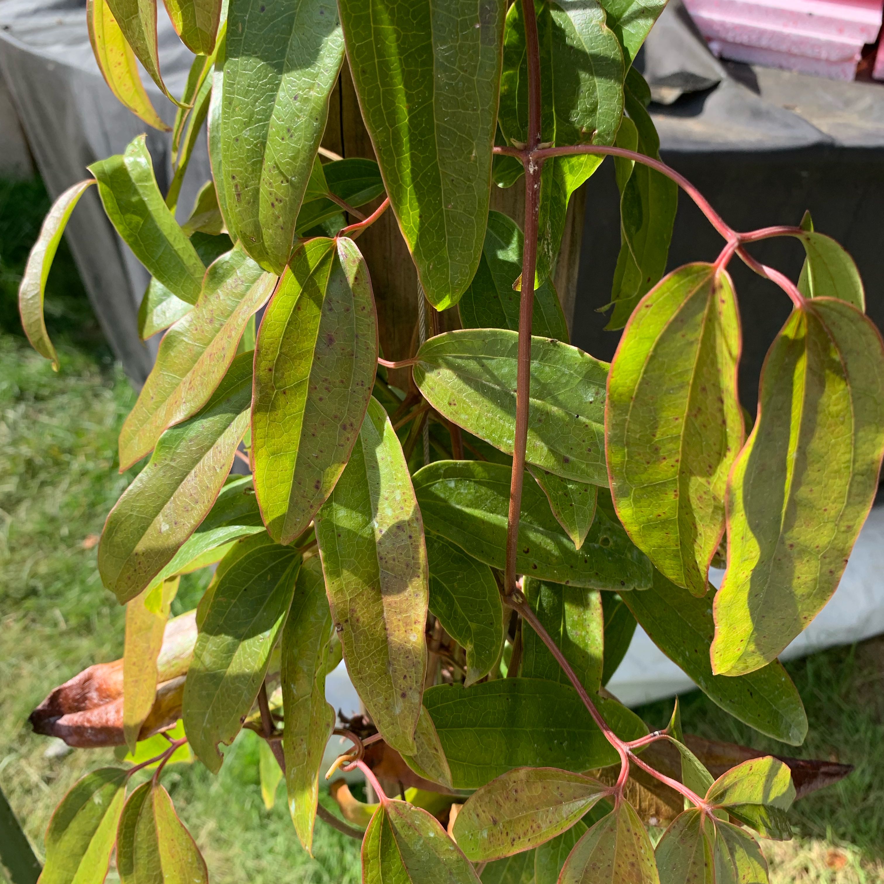 Photo of the plant species Wild Clematis by @FunOrangespine named Leaf Erickson on Greg, the plant care app