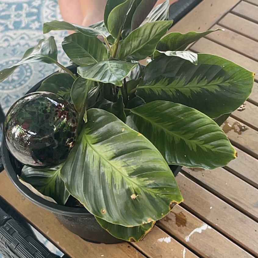 Photo of the plant species calathea by @TiptopDutchiris named Shakira on Greg, the plant care app
