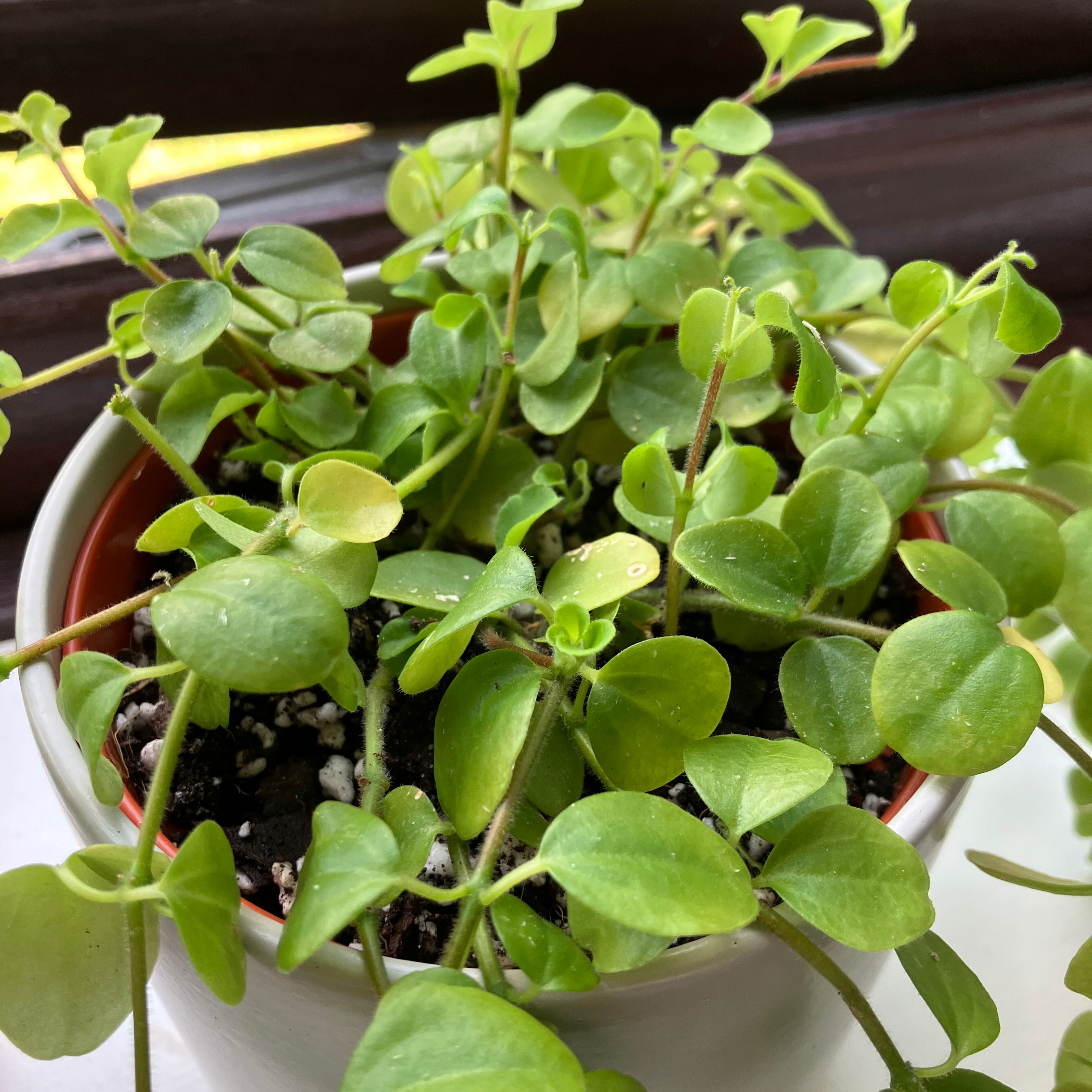 Photo of the plant species Trailing Jade by @Heather382 named Laurie on Greg, the plant care app