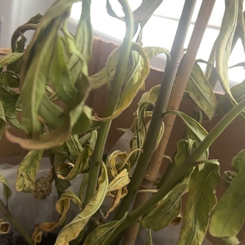 Photo of the plant species Milkweed by @HighBluecereus named Walt on Greg, the plant care app