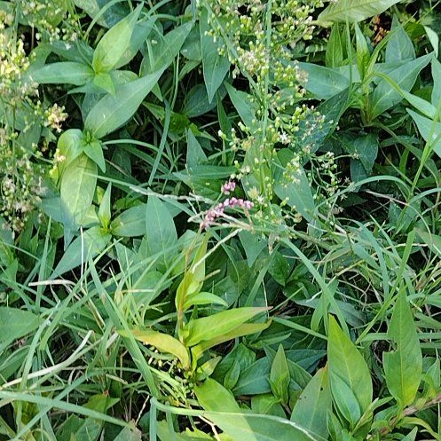 Photo of the plant species American Water Plantain by @RadBlackberry named Khaleesi on Greg, the plant care app
