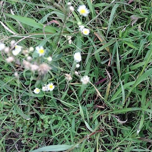 Photo of the plant species Annual Fleabane by @RadBlackberry named Beckham on Greg, the plant care app