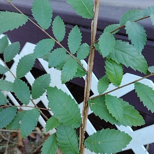 Photo of the plant species European Field Elm by @RadBlackberry named Rosa on Greg, the plant care app