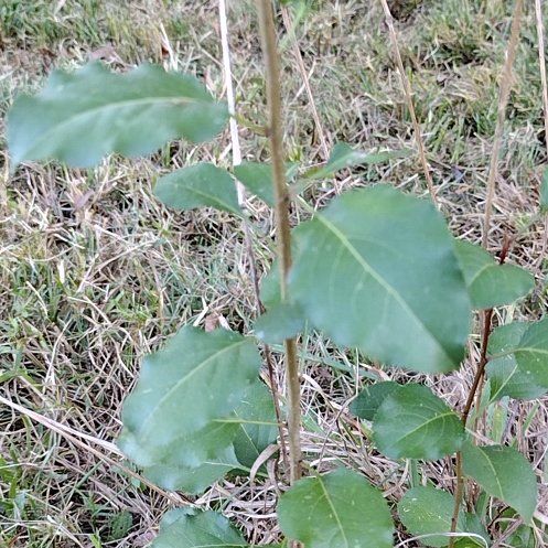 Photo of the plant species Black Poplar by @RadBlackberry named Mando on Greg, the plant care app