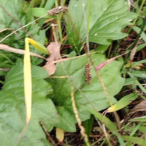 Photo of the plant species Giant Rhubarb by @RadBlackberry named Hamilton on Greg, the plant care app
