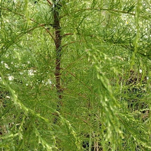 Photo of the plant species Dog Fennel by @RadBlackberry named Shakira on Greg, the plant care app