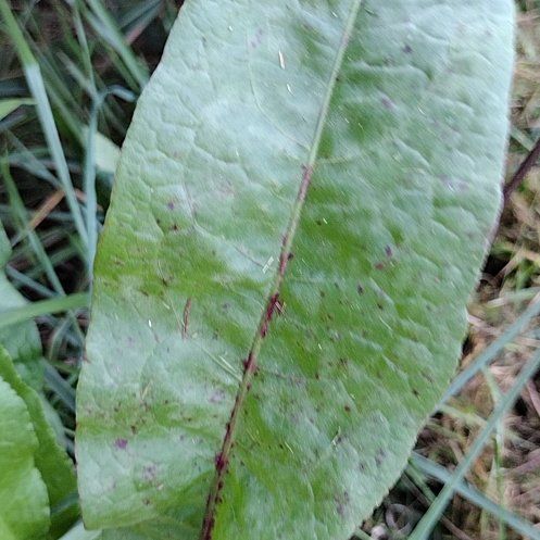 Photo of the plant species Common Sorrel by @RadBlackberry named Bodhi on Greg, the plant care app