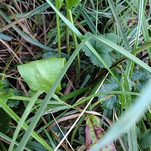Photo of the plant species Ivy-Leaved Cyclamen by @RadBlackberry named Willow on Greg, the plant care app