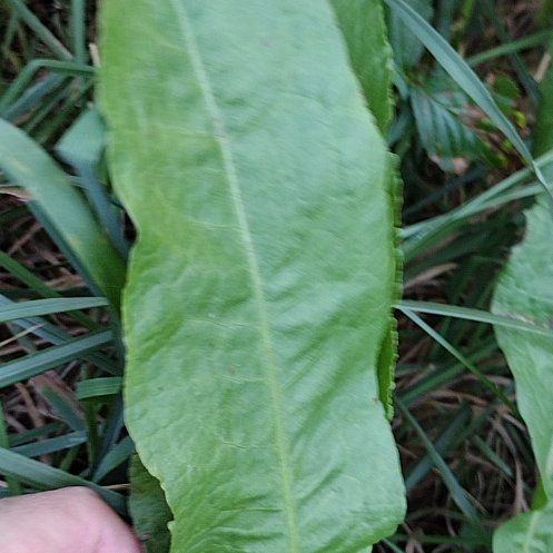 Photo of the plant species Common Sorrel by @RadBlackberry named Kobe on Greg, the plant care app