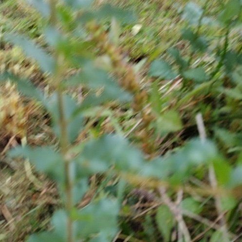 Photo of the plant species Witch's Moneybags by @RadBlackberry named Athena on Greg, the plant care app
