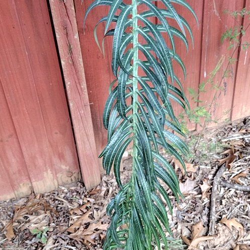 Photo of the plant species Caper Spurge by @RadBlackberry named Drake on Greg, the plant care app