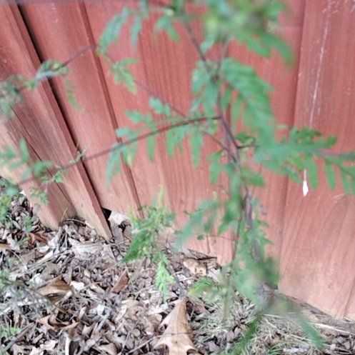 Photo of the plant species Japanese Climbing Fern by @RadBlackberry named Nemo on Greg, the plant care app