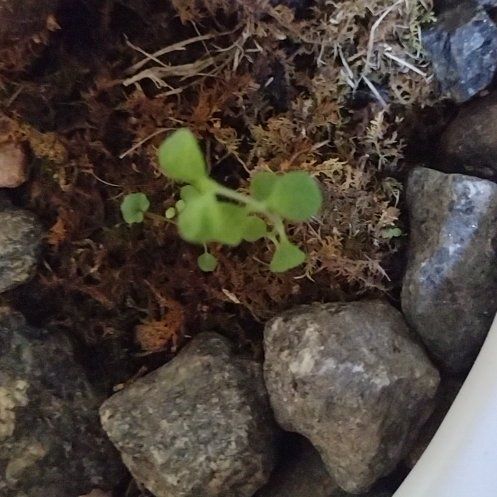 Photo of the plant species Hairy Bittercress by @RadBlackberry named Treeyoncé on Greg, the plant care app