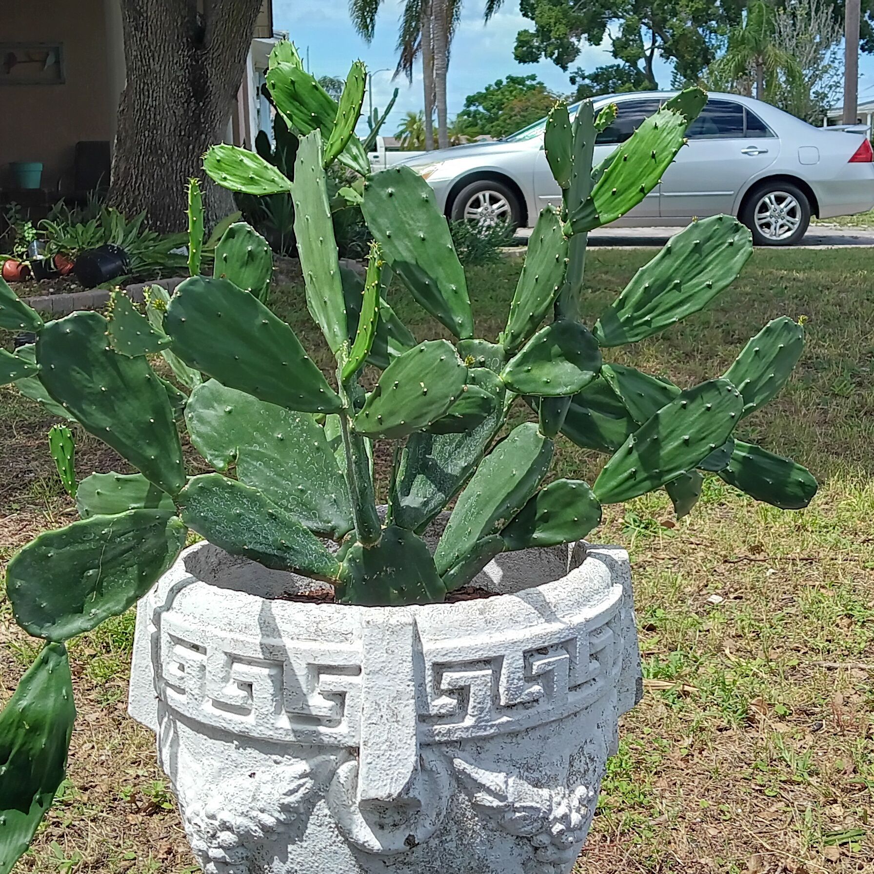 Photo of the plant species Opuntia 'Emerald Wave' by @HolyGrail named Shakira on Greg, the plant care app