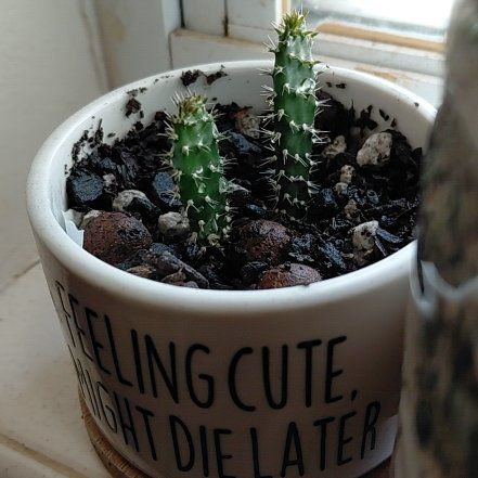 Photo of the plant species Prickly Pear by @HolyGrail named Winston on Greg, the plant care app