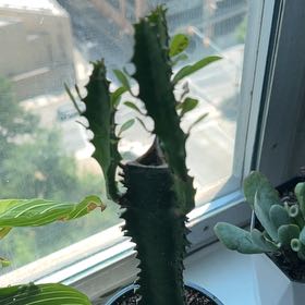Photo of the plant species Green African Milk Tree by @Swej named James Dean on Greg, the plant care app