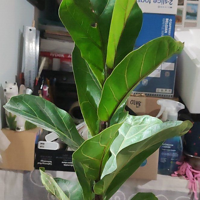 Photo of the plant species Little Fiddle by @TryCloudcactus named Bambino on Greg, the plant care app
