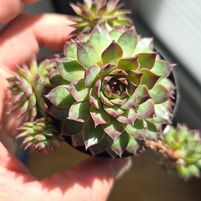 Photo of the plant species Sempervivum Red Heart by @ChiefAndeansage named Duke on Greg, the plant care app
