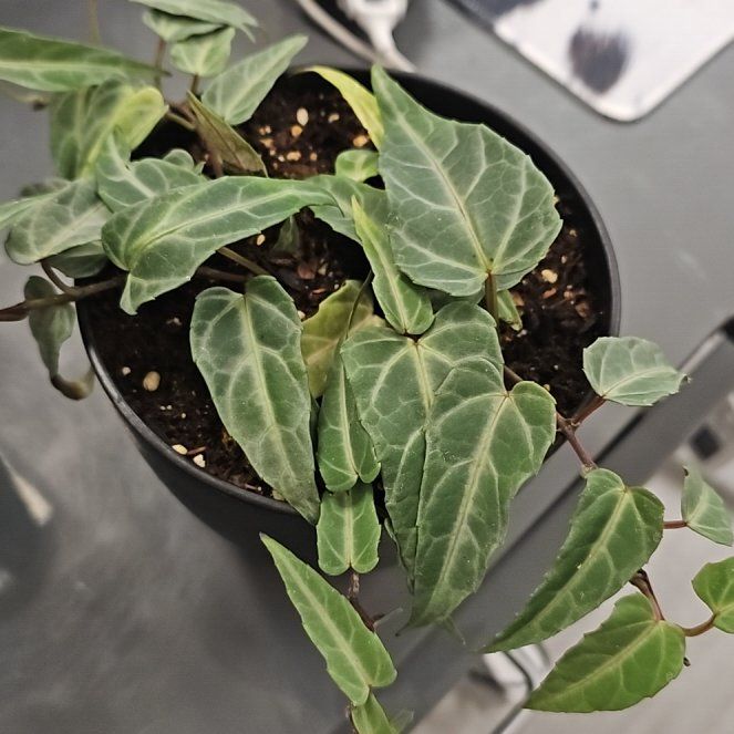 Photo of the plant species Jungle Vine by @AllegiantJicaro named Leonardo on Greg, the plant care app