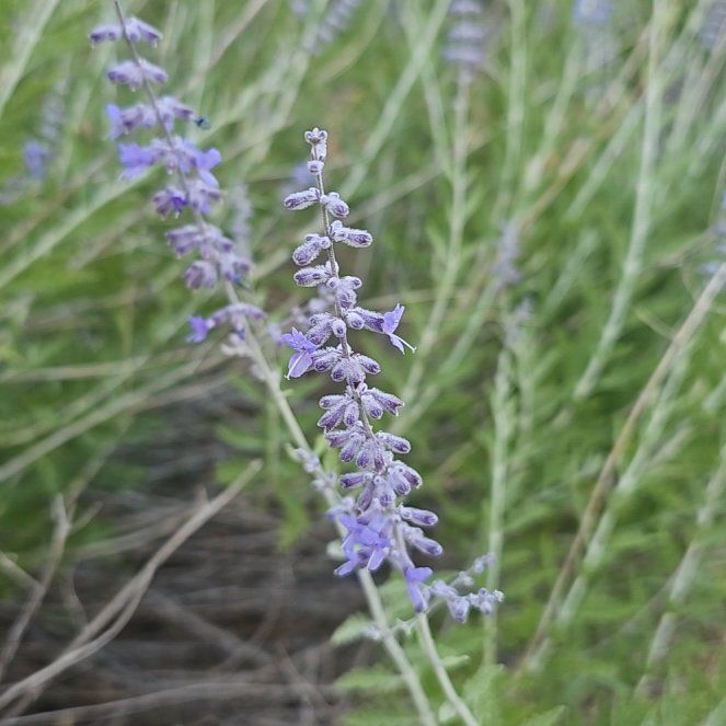 Photo of the plant species Russian Sage by @AllegiantJicaro named Rihanna on Greg, the plant care app
