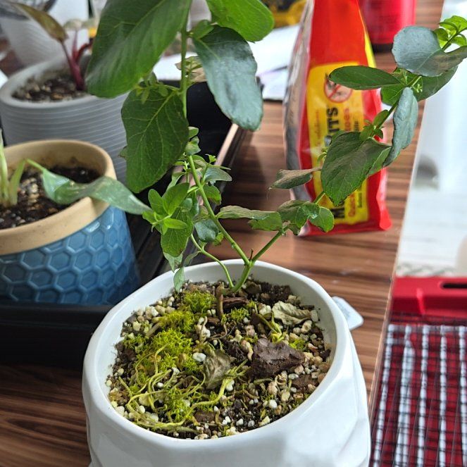 Photo of the plant species Silver-leaved mountain gum by @AliveLightwood named Irwin on Greg, the plant care app