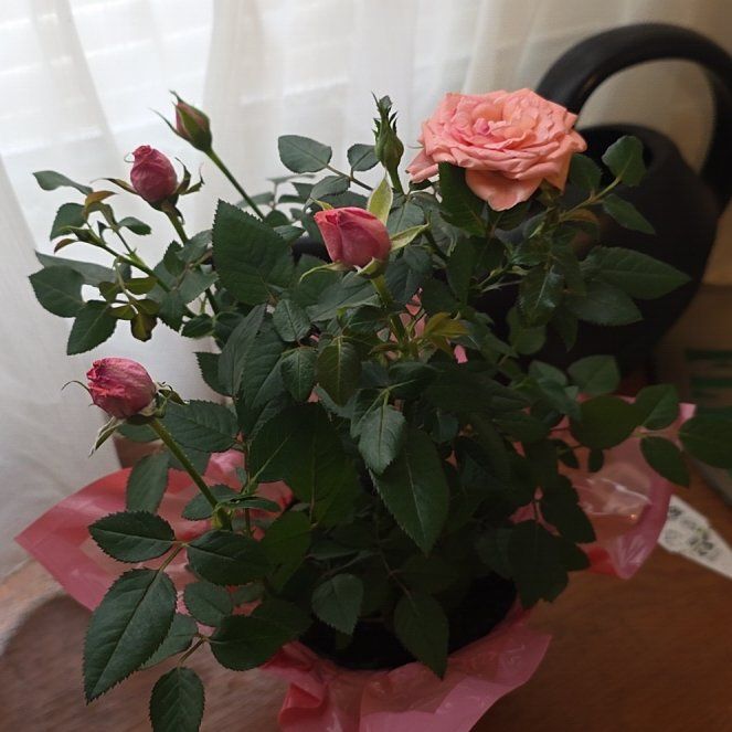 Photo of the plant species Miniature Rose by @PrimeMossorchid named Foxxy on Greg, the plant care app