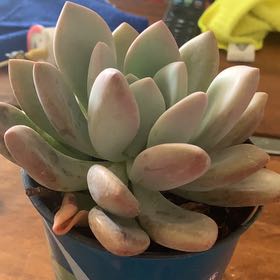 Photo of the plant species Graptoveria 'Opalina' by @PetDarkmullein named Rosa on Greg, the plant care app