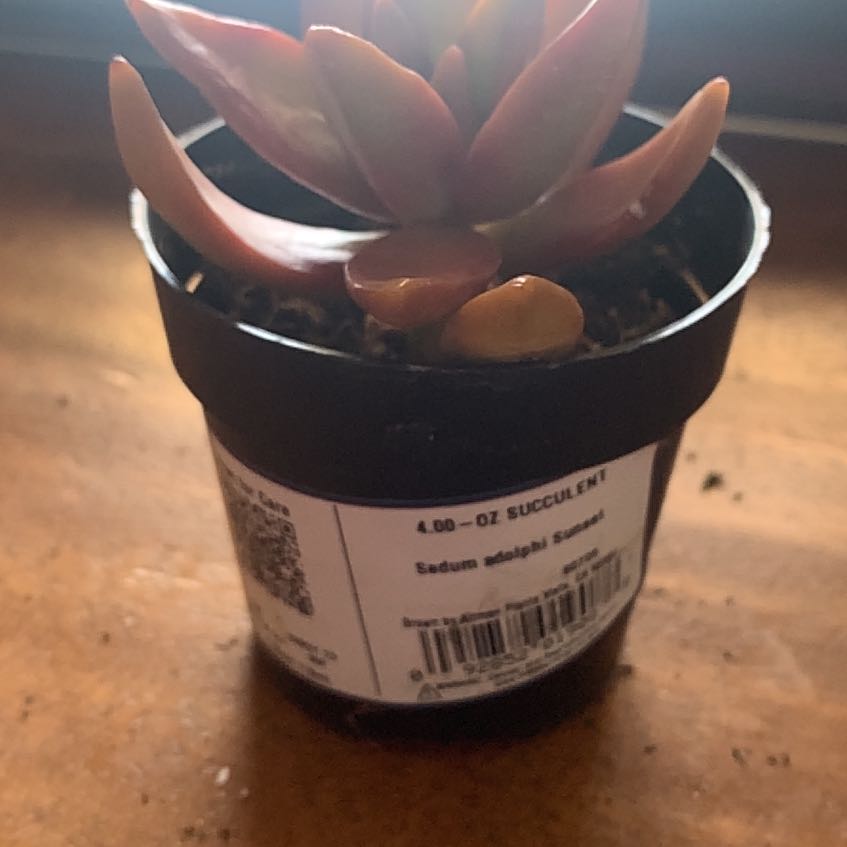 Photo of the plant species Sedum Adolphi Sunset by @PetDarkmullein named Sunset on Greg, the plant care app