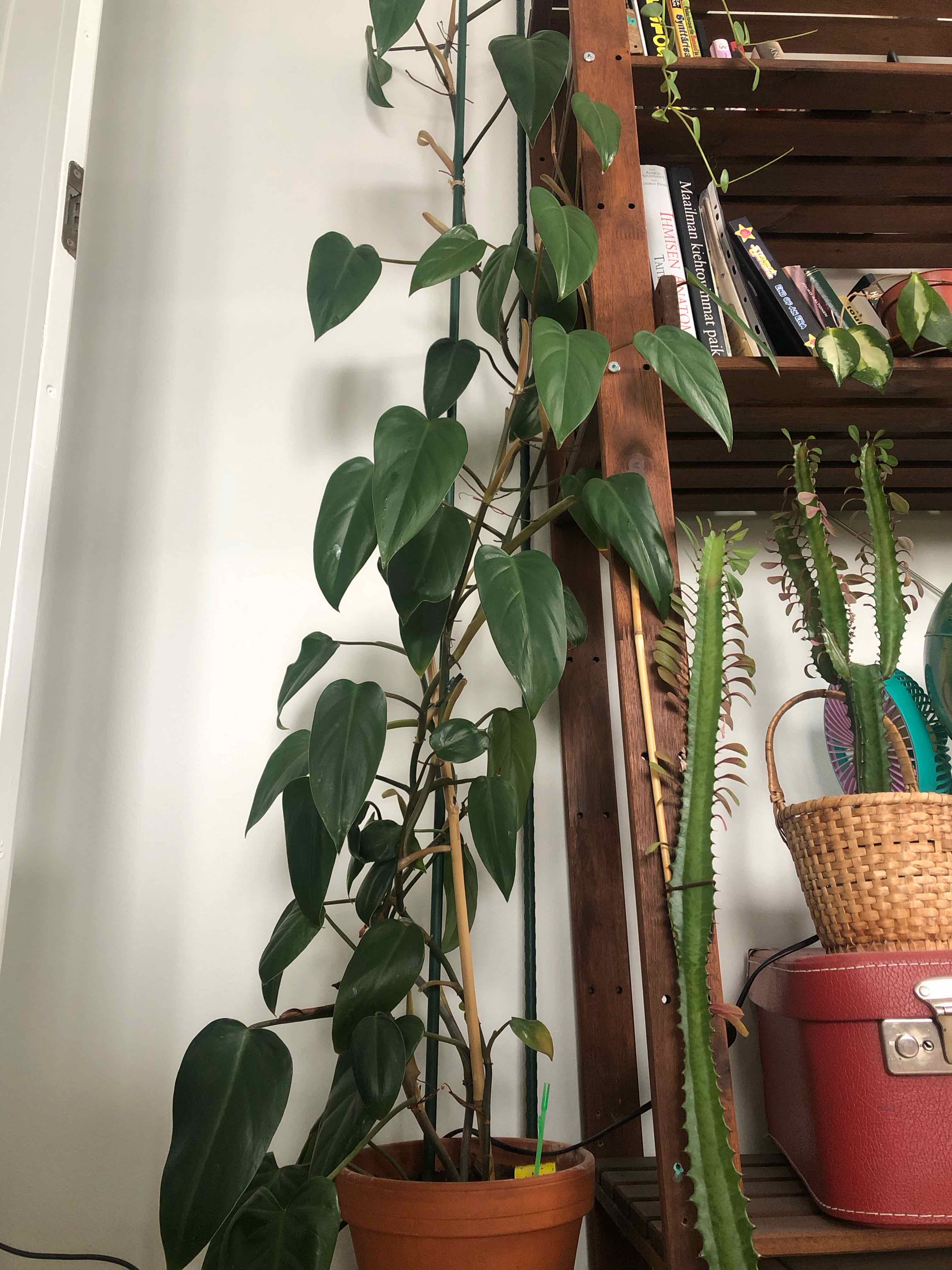 Photo of the plant species Philodendron Ruby by @WantDatPlant named Margarette on Greg, the plant care app