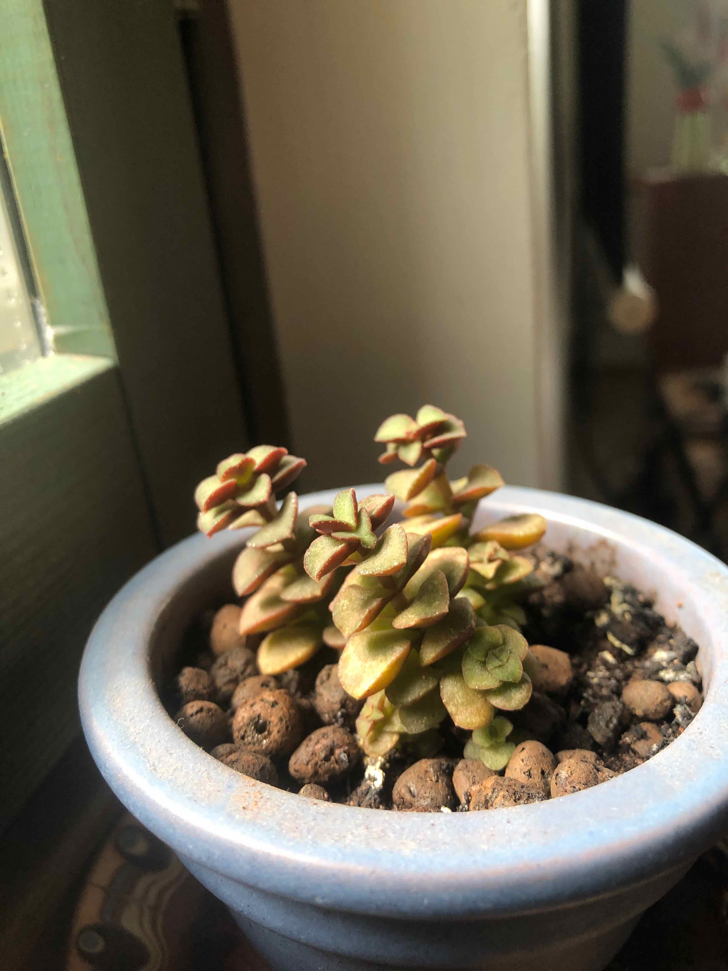 Photo of the plant species Miniature Jade Plant by @WantDatPlant named Harmony on Greg, the plant care app
