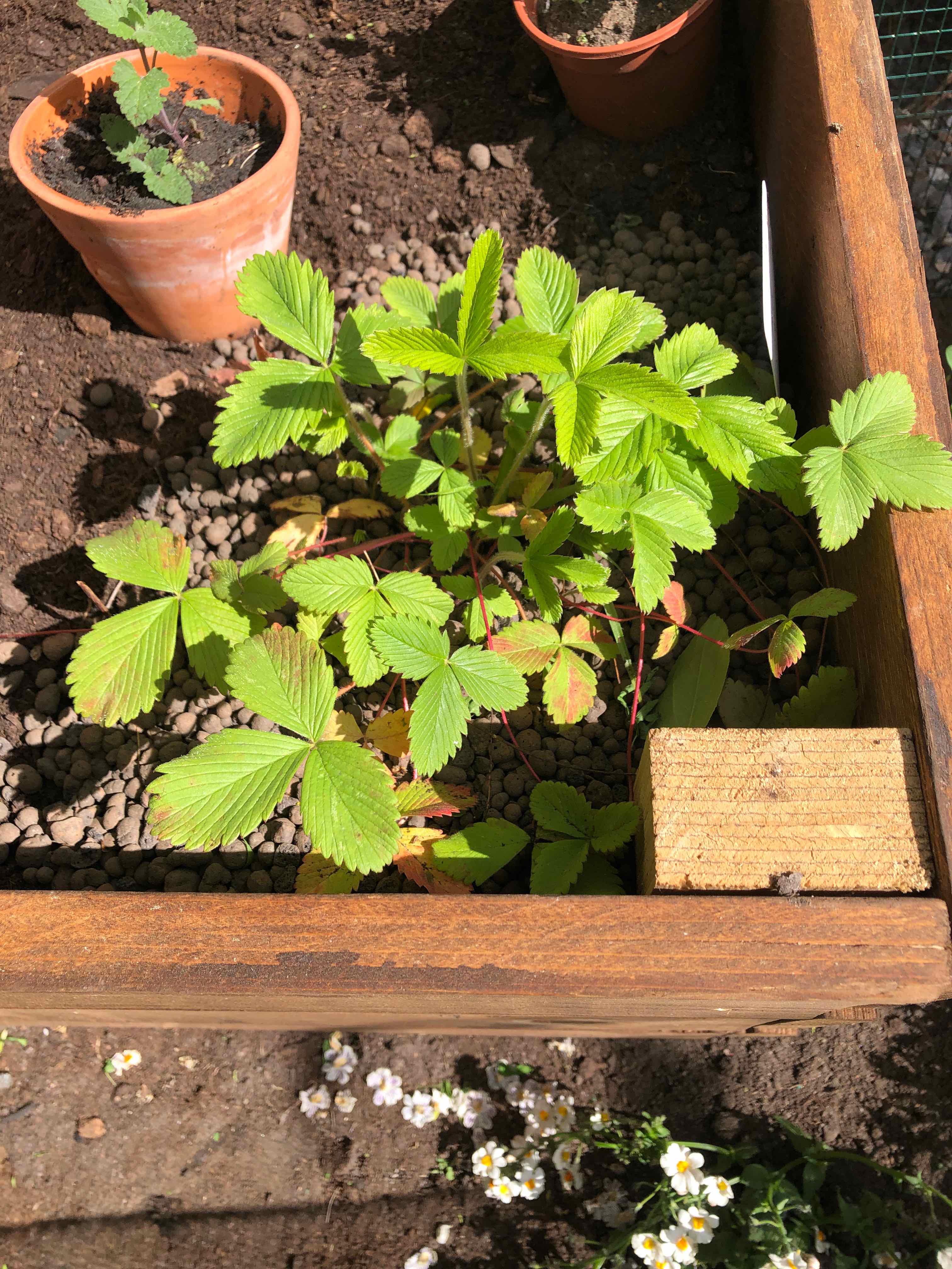 Photo of the plant species Fragaria moschata subsp. jenisseensis by @WantDatPlant named Pink on Greg, the plant care app