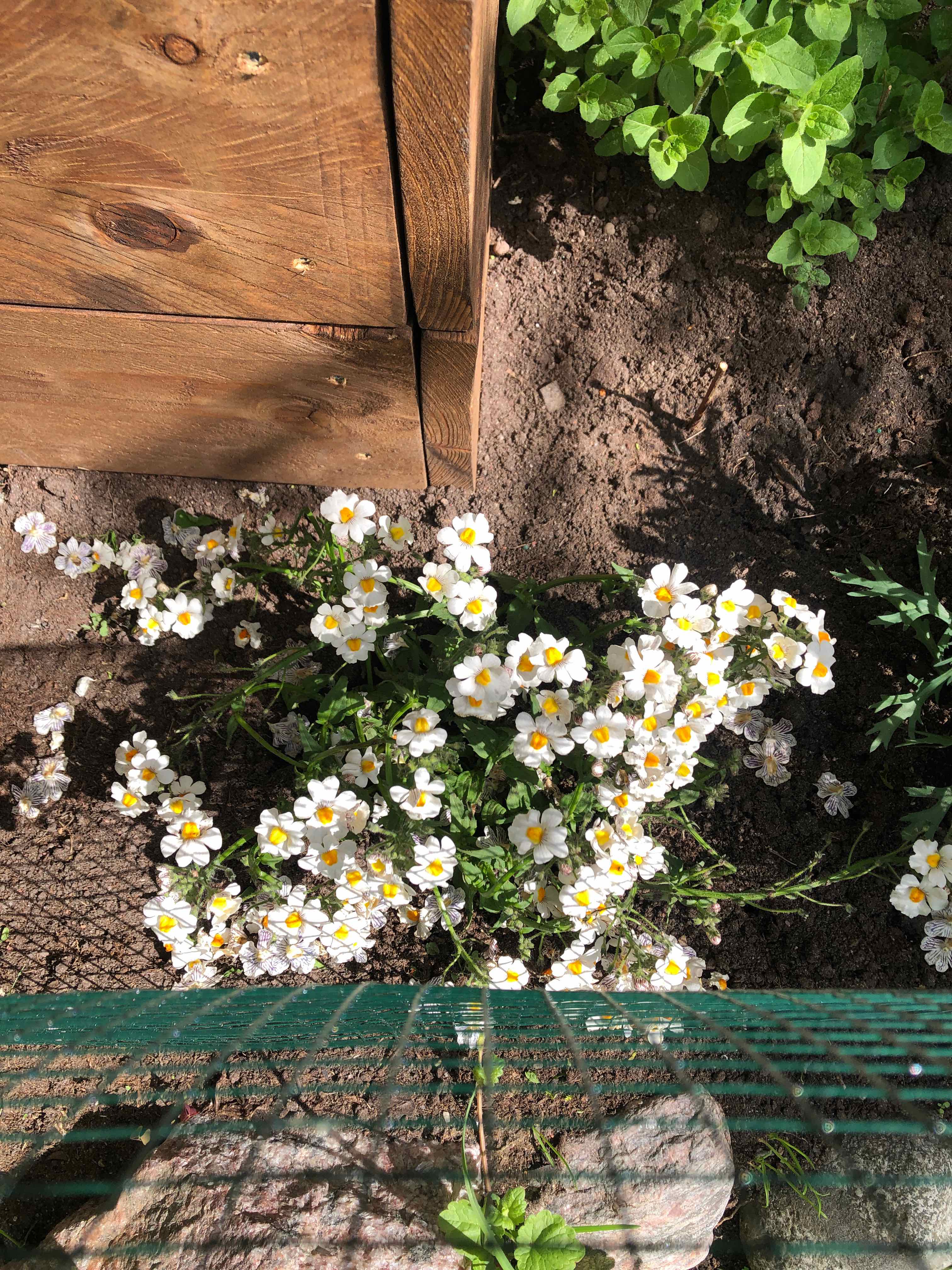 Photo of the plant species Nemesia Fruiticans by @WantDatPlant named Winston on Greg, the plant care app