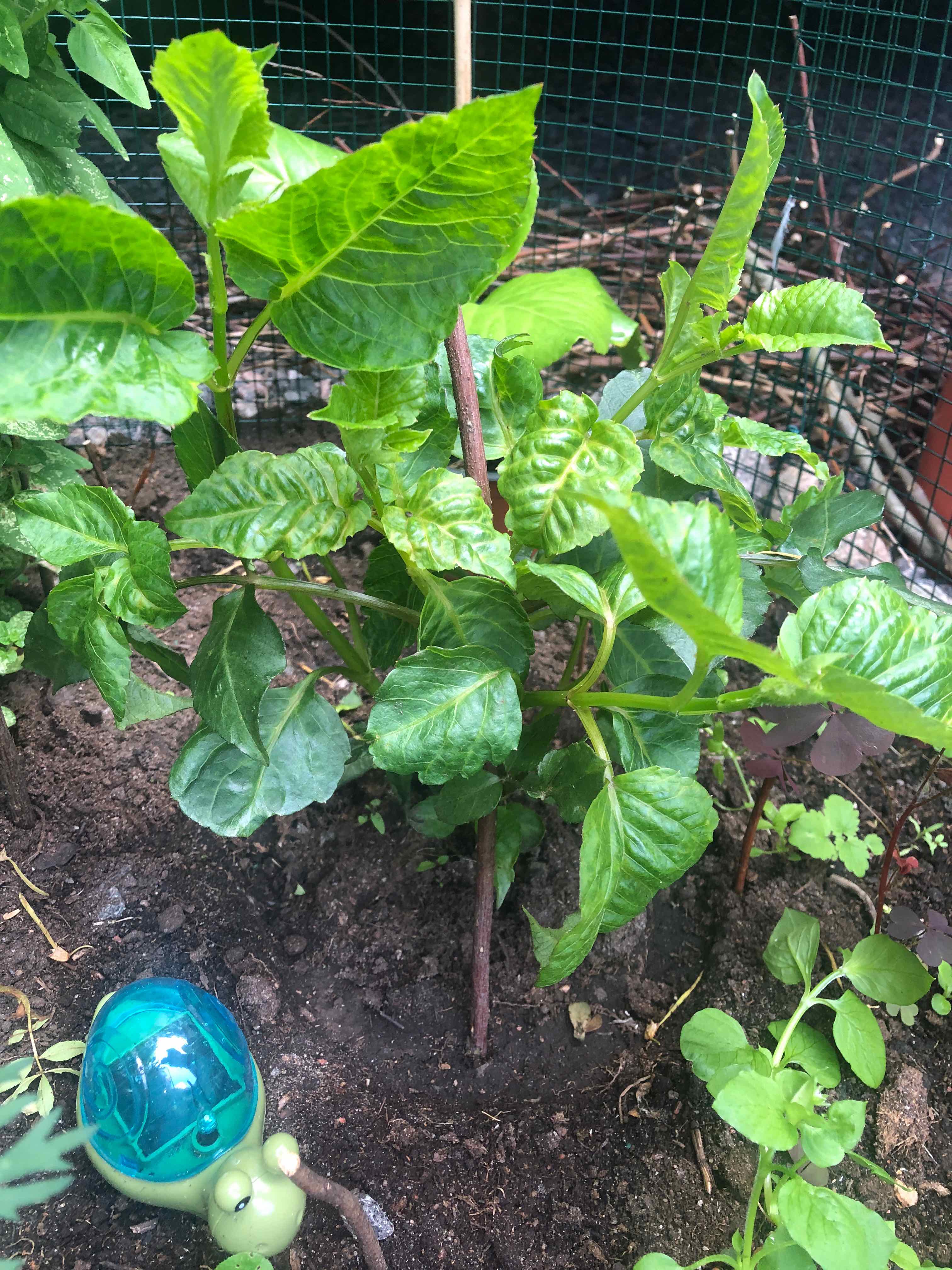 Photo of the plant species Dahlia by @WantDatPlant named Dalida on Greg, the plant care app