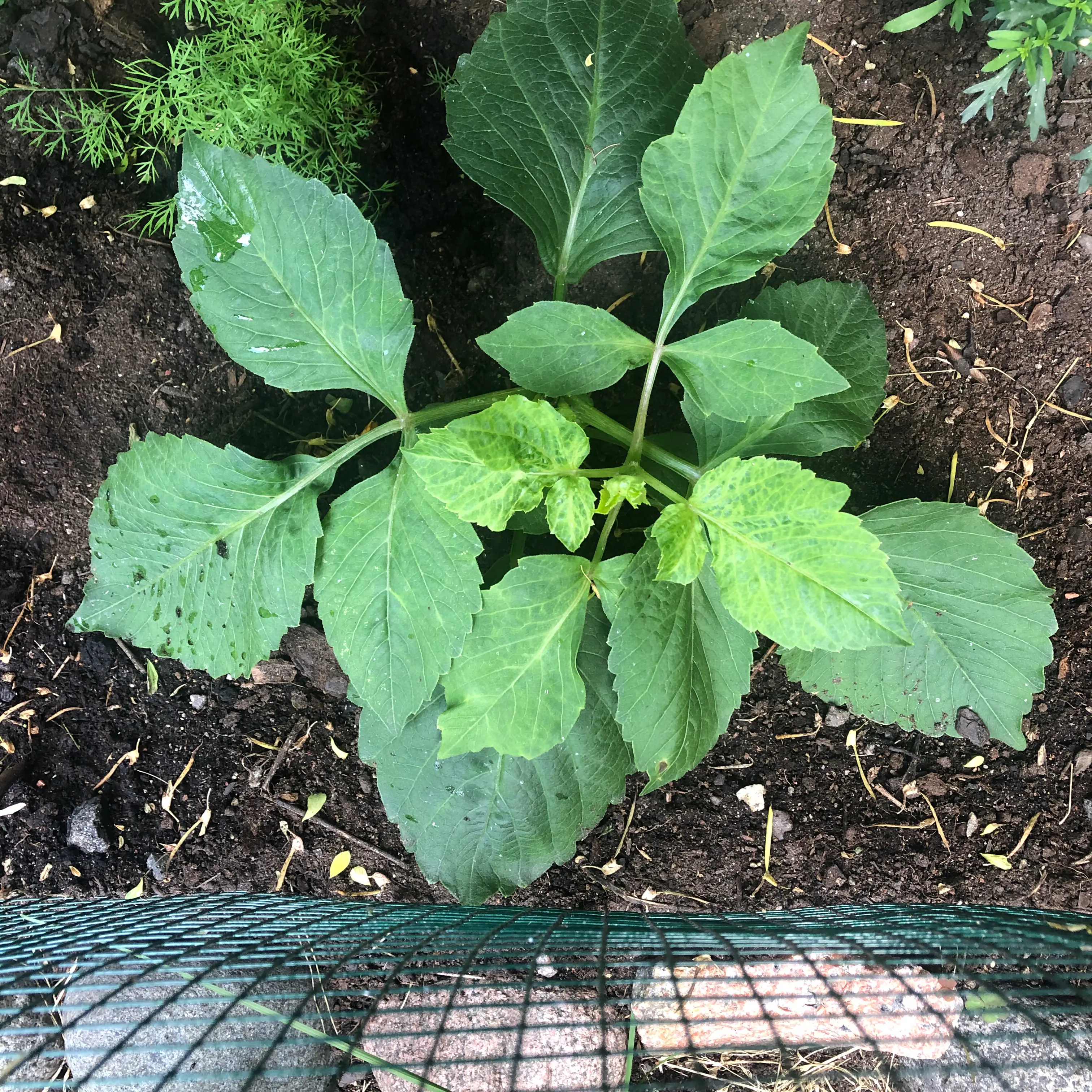 Photo of the plant species Dahlia by @WantDatPlant named Ladida on Greg, the plant care app