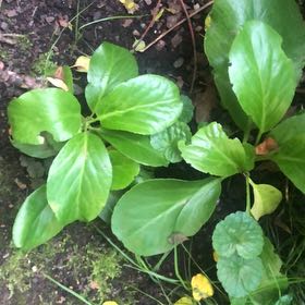 Photo of the plant species Heart-Leaved Bergenia by @WantDatPlant named Orlando Bloom on Greg, the plant care app