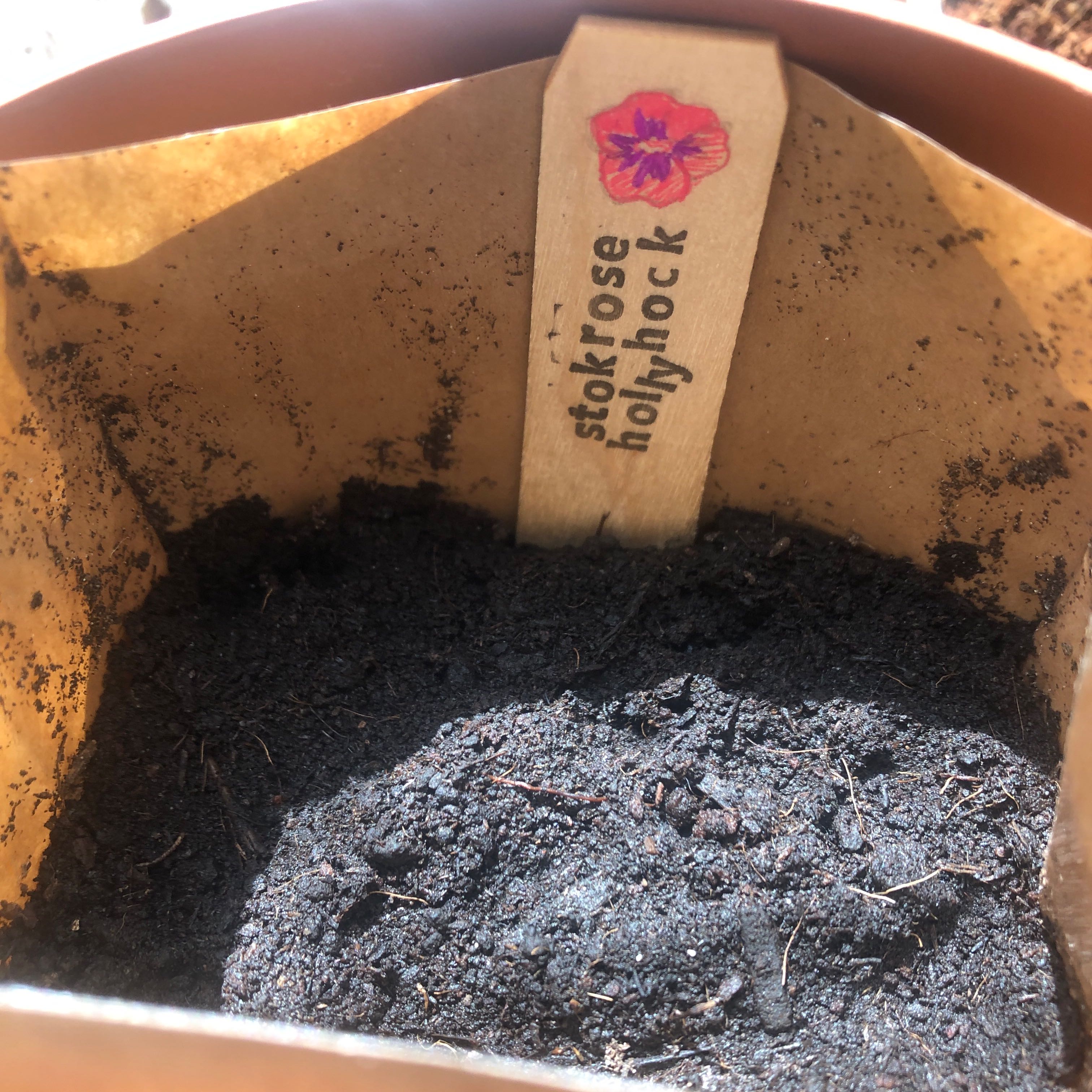 Photo of the plant species Hollyhock by @WantDatPlant named Michelle Branch on Greg, the plant care app