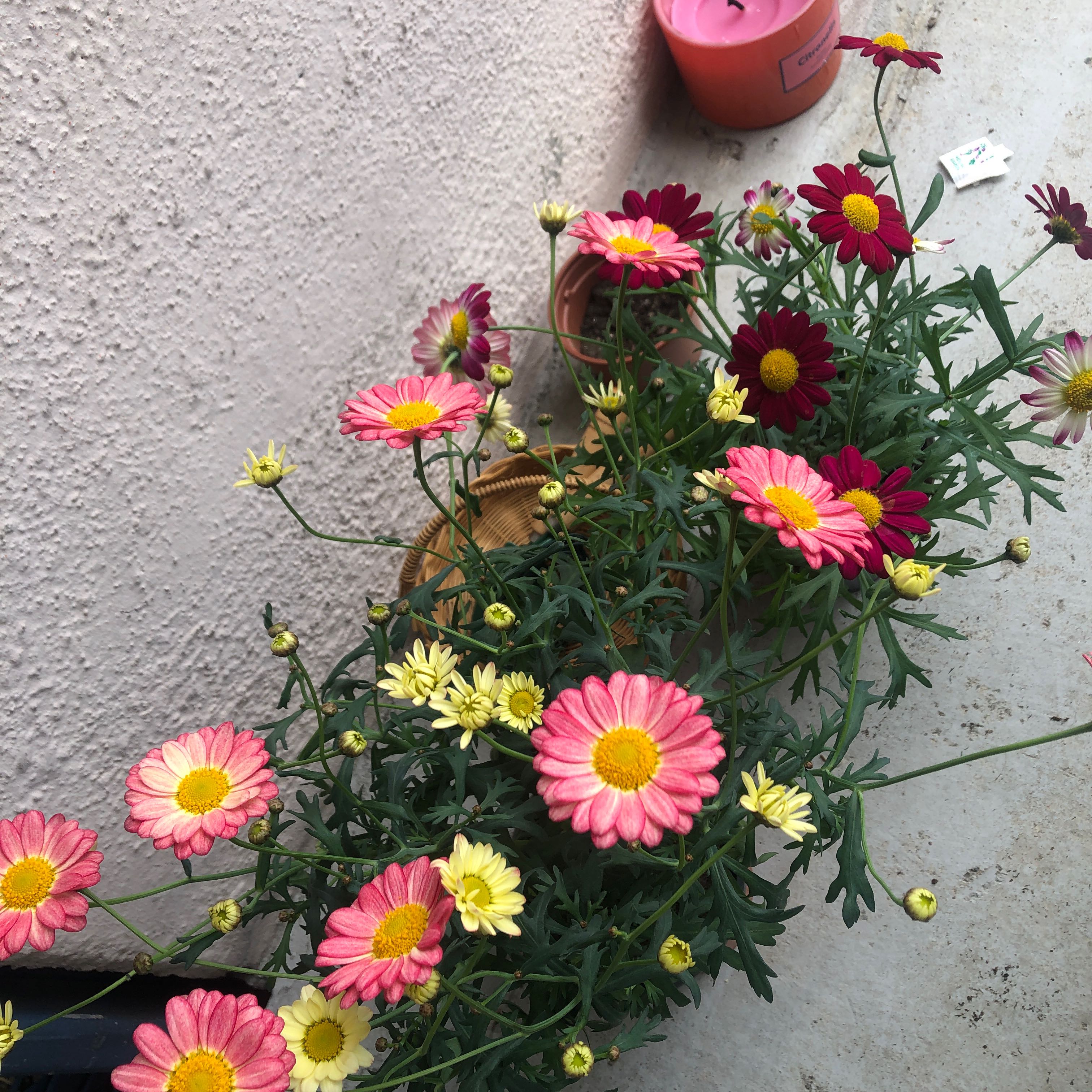 Photo of the plant species Marguerite Daisy by @WantDatPlant named Marguerite on Greg, the plant care app