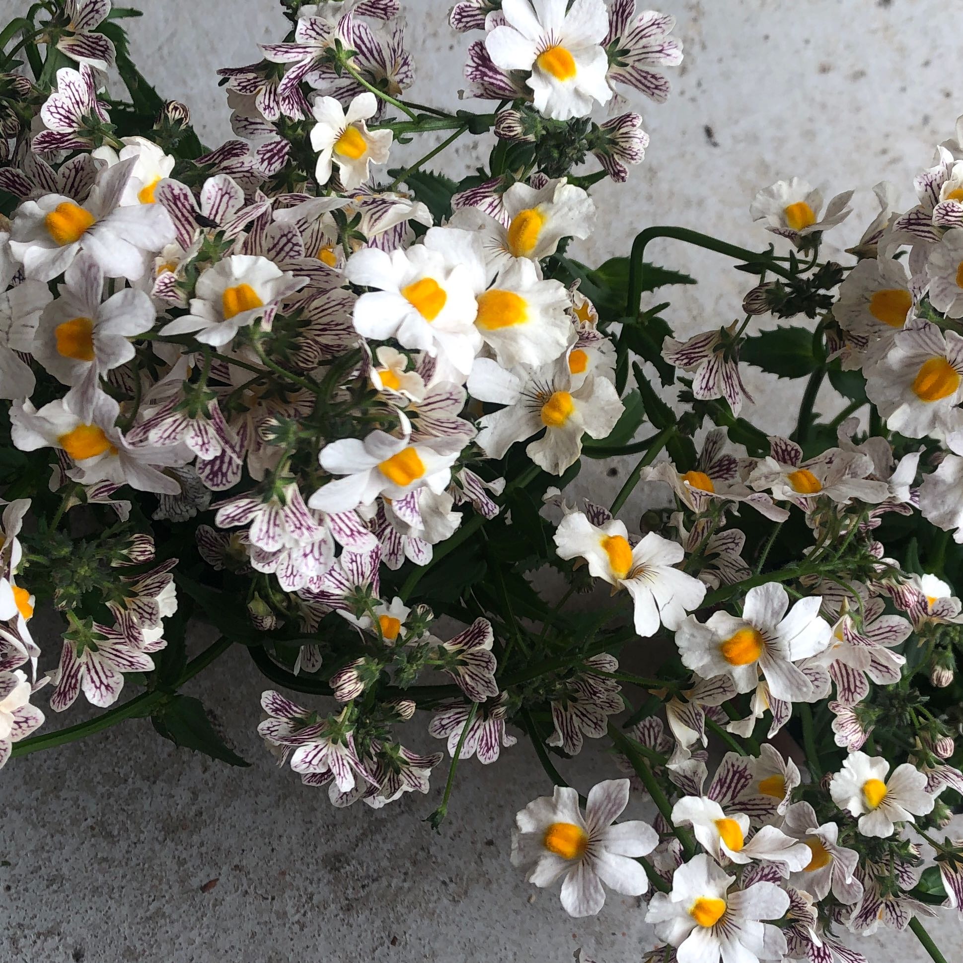 Photo of the plant species Nemesia Fruiticans by @WantDatPlant named Winston on Greg, the plant care app