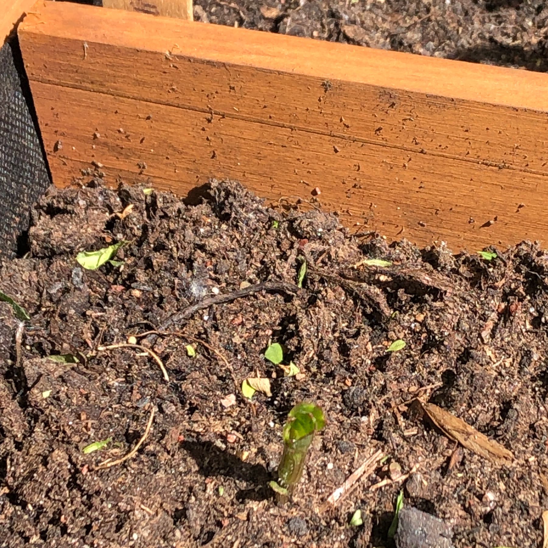 Photo of the plant species Dahlia by @WantDatPlant named Ladida on Greg, the plant care app
