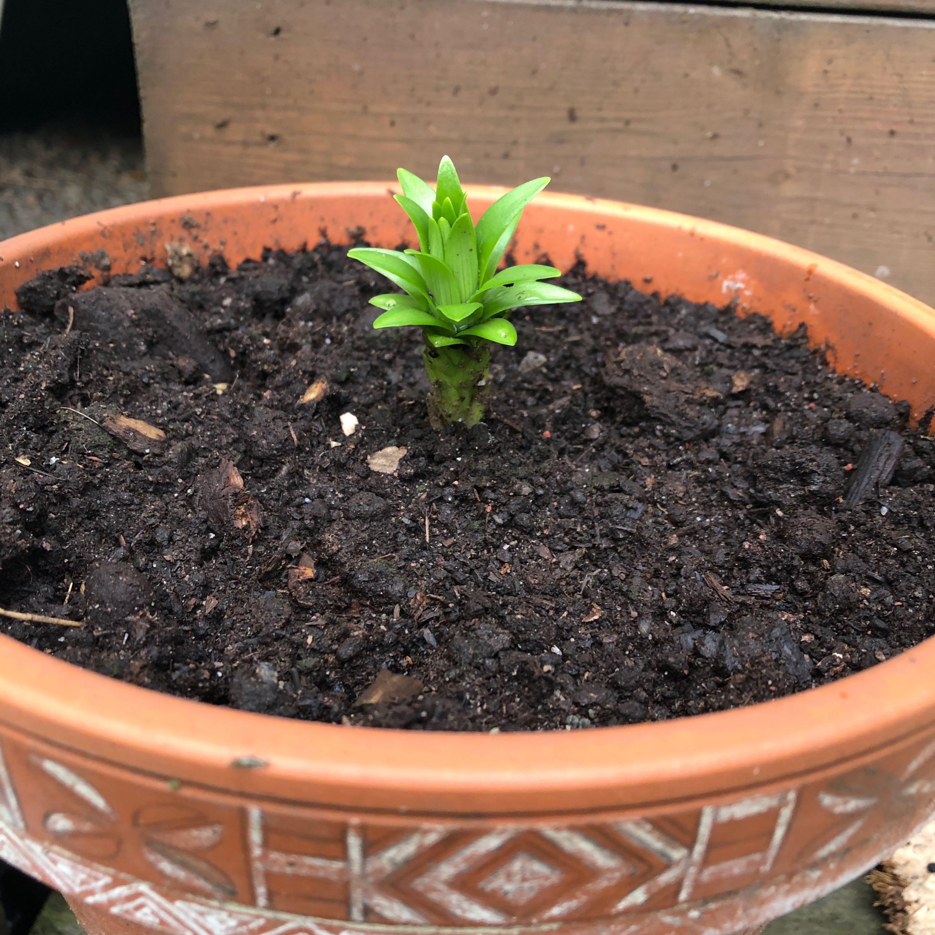 Photo of the plant species Asiatic Lily by @WantDatPlant named Bai on Greg, the plant care app