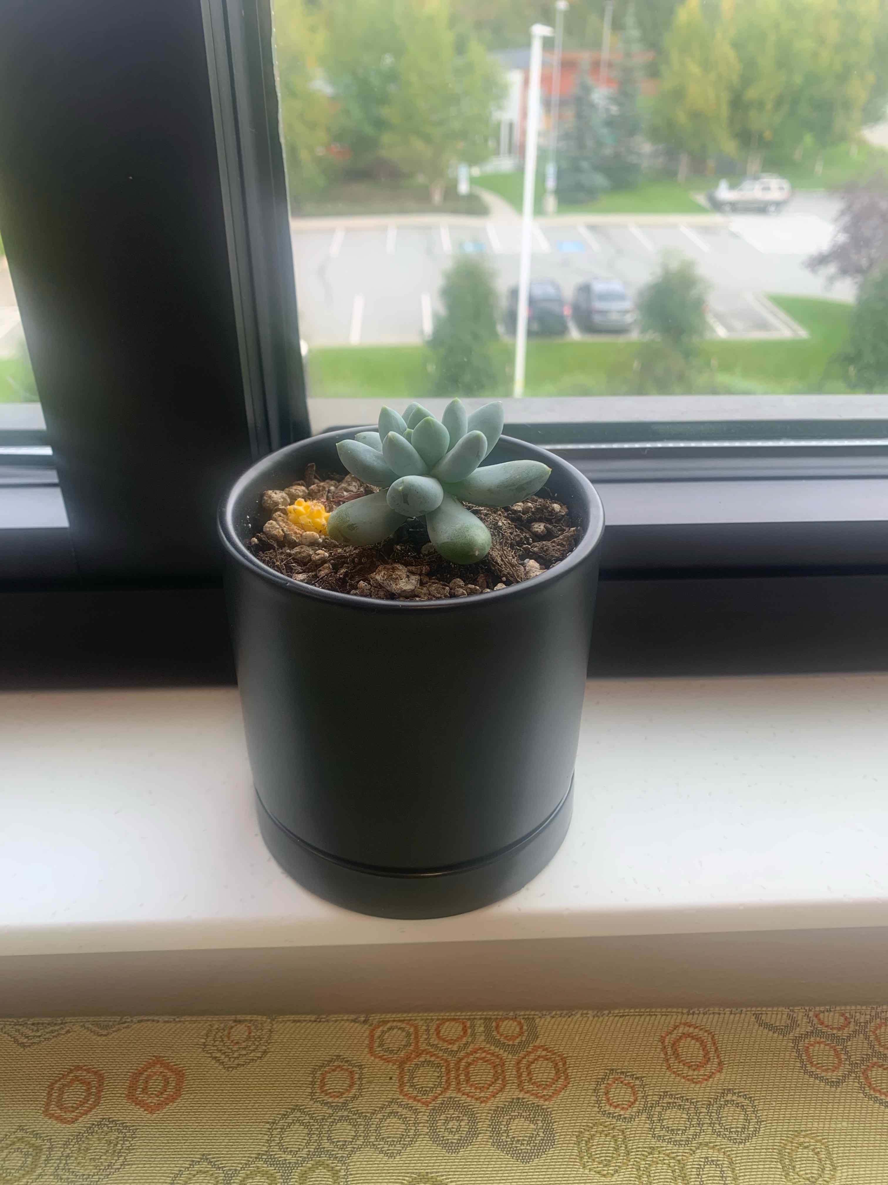 Pachyphytum 'Starburst' succulent in a black pot on a windowsill with an outdoor view.