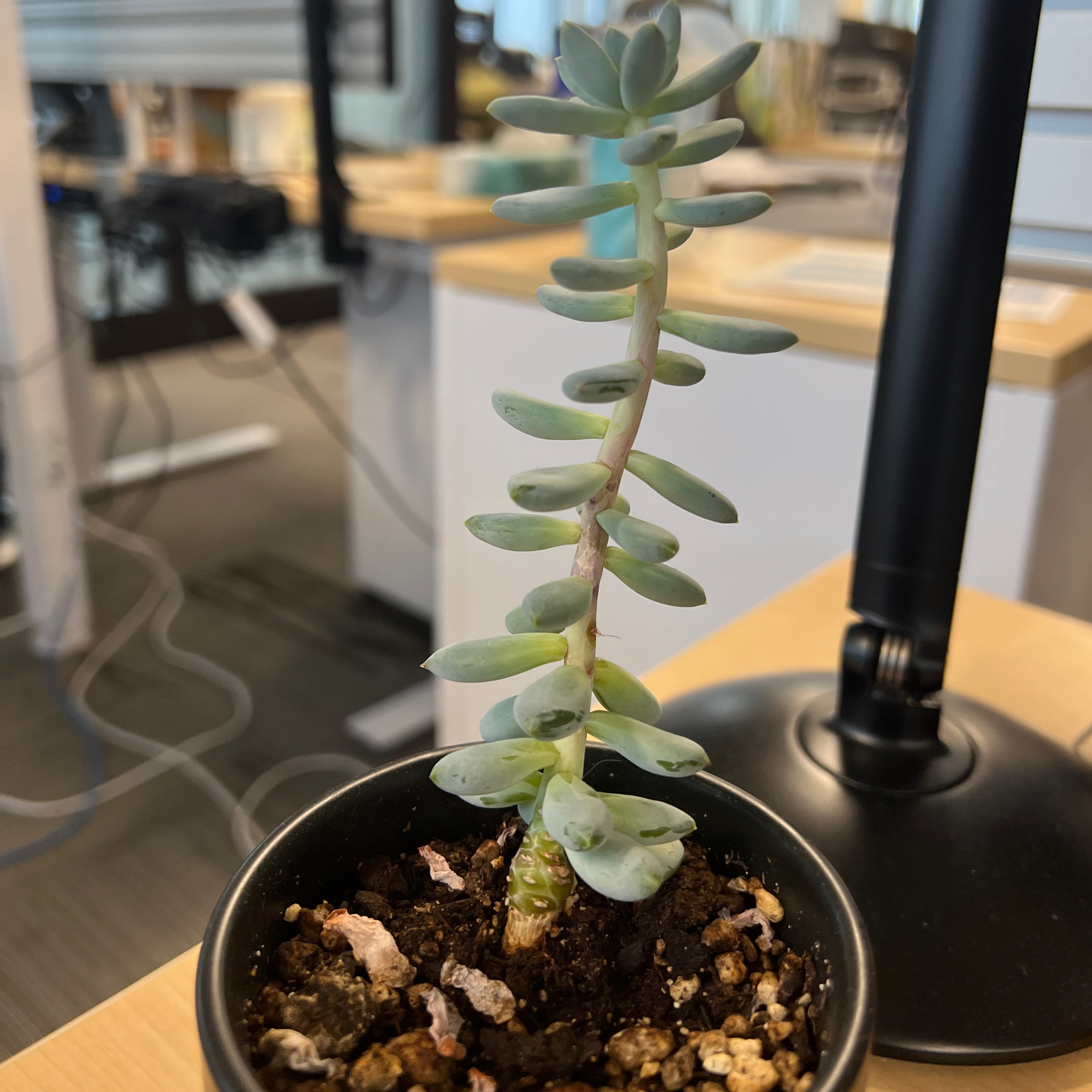 Pachyphytum 'Starburst' plant in a small pot with some yellowing and browning leaves.