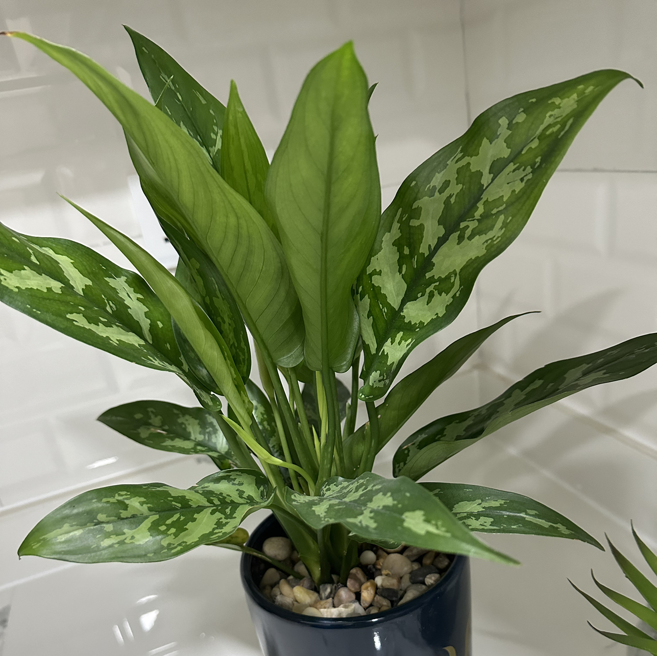 Plant care for Amaryllis on Greg, the plant care app