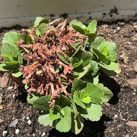 Photo of the plant species mini calandiva by @ConsonantKaraka named Callie on Greg, the plant care app