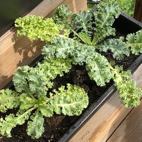 Photo of the plant species Kale by @FabLoblollybay named McKinley on Greg, the plant care app