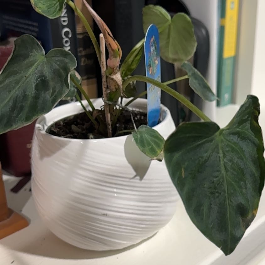 Photo of the plant species Philodendron verrucosum 'Amazon Sunset' by @Jennifer4077 named Kelly on Greg, the plant care app