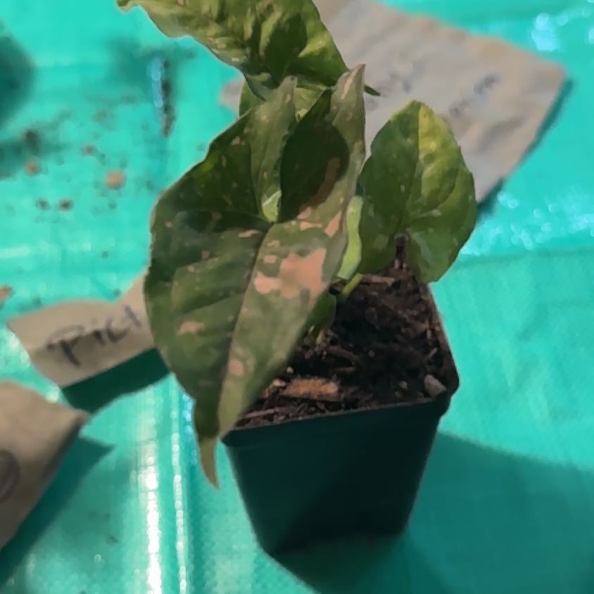 Photo of the plant species Syngonium Pink Splash Thai by @PlenarySkypilot named Treeyoncé on Greg, the plant care app