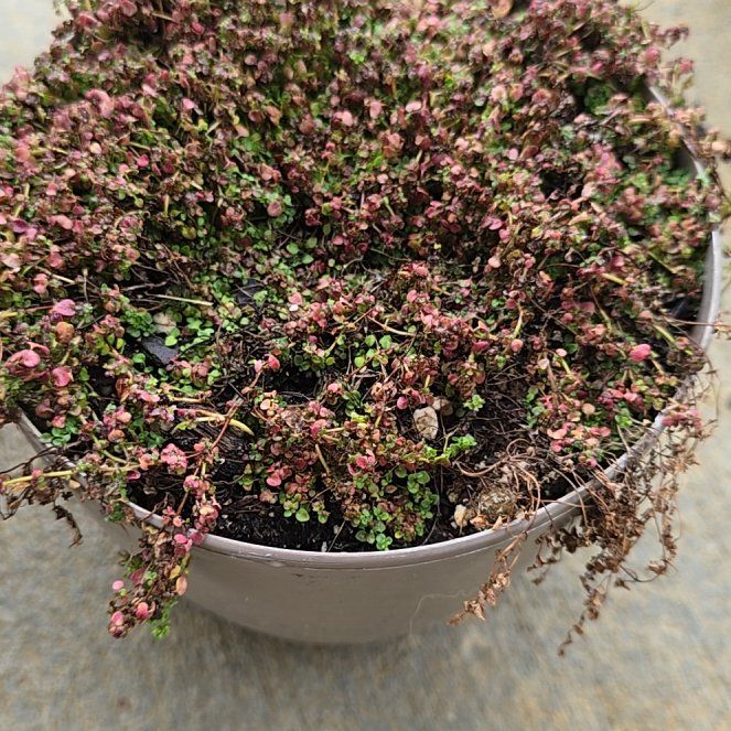 Photo of the plant species Corsican Mint by @DotingFishooks named Napoleon Dynamint on Greg, the plant care app